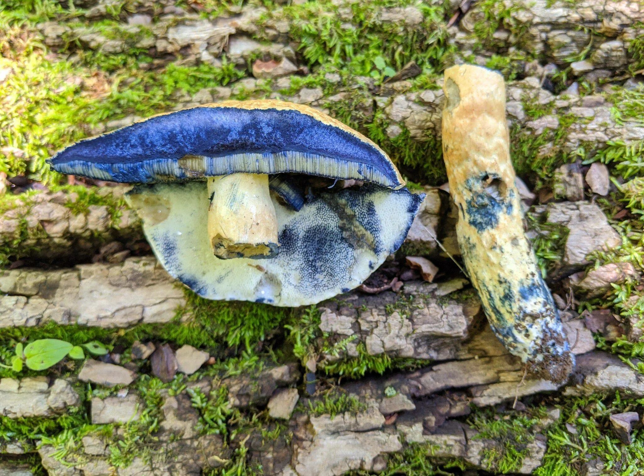 Синяк(Гиропорус синеющий) (Gyroporus cyanescens). Гиропорус синеющий, синяк. Гиропорус синеющий (Gyroporus cyanescens). Гриб синяк Гиропорус.