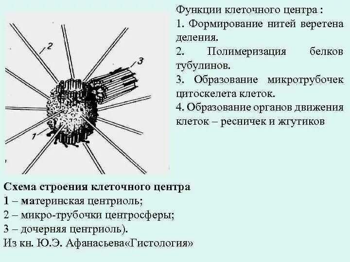 Вещество разрушающее микротрубочки веретена деления. Клеточный центр клетки строение и функции. Строение жгутика микротрубочки. Клеточный центр строение и функции.