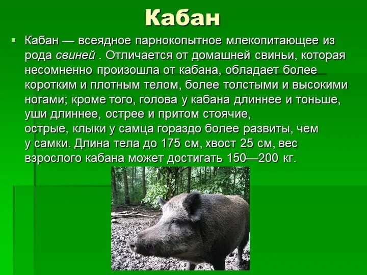 Дикий кабан характер. Кабан всеядное животное. Кабан всеядный или нет. Кабан описание. Кабан растительноядное животное или нет.