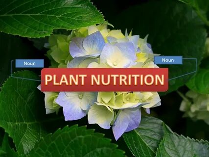 Plants nutrition