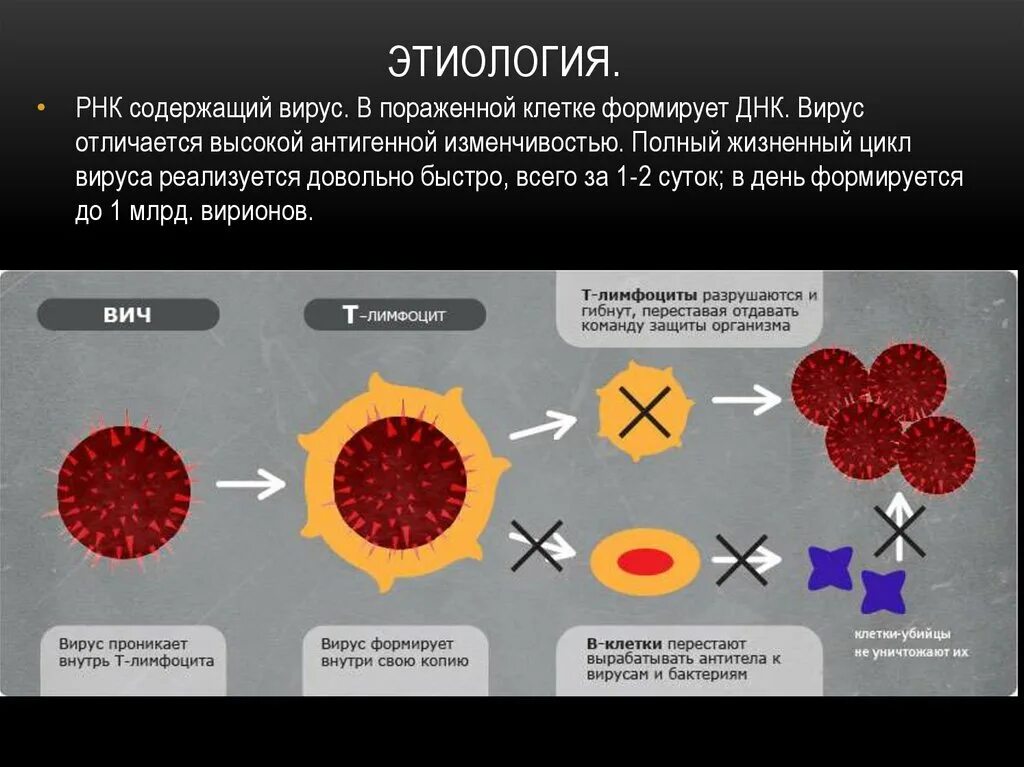 Сколько клеток вич