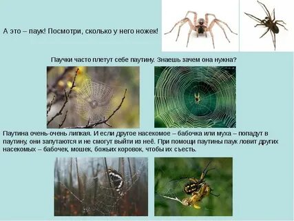 Как видят пауки