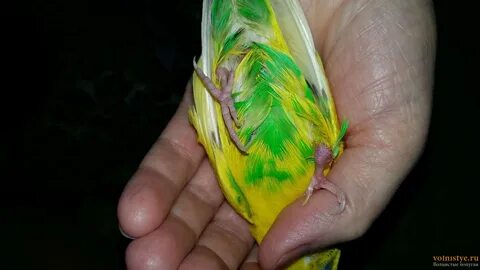 Подагра у попугая