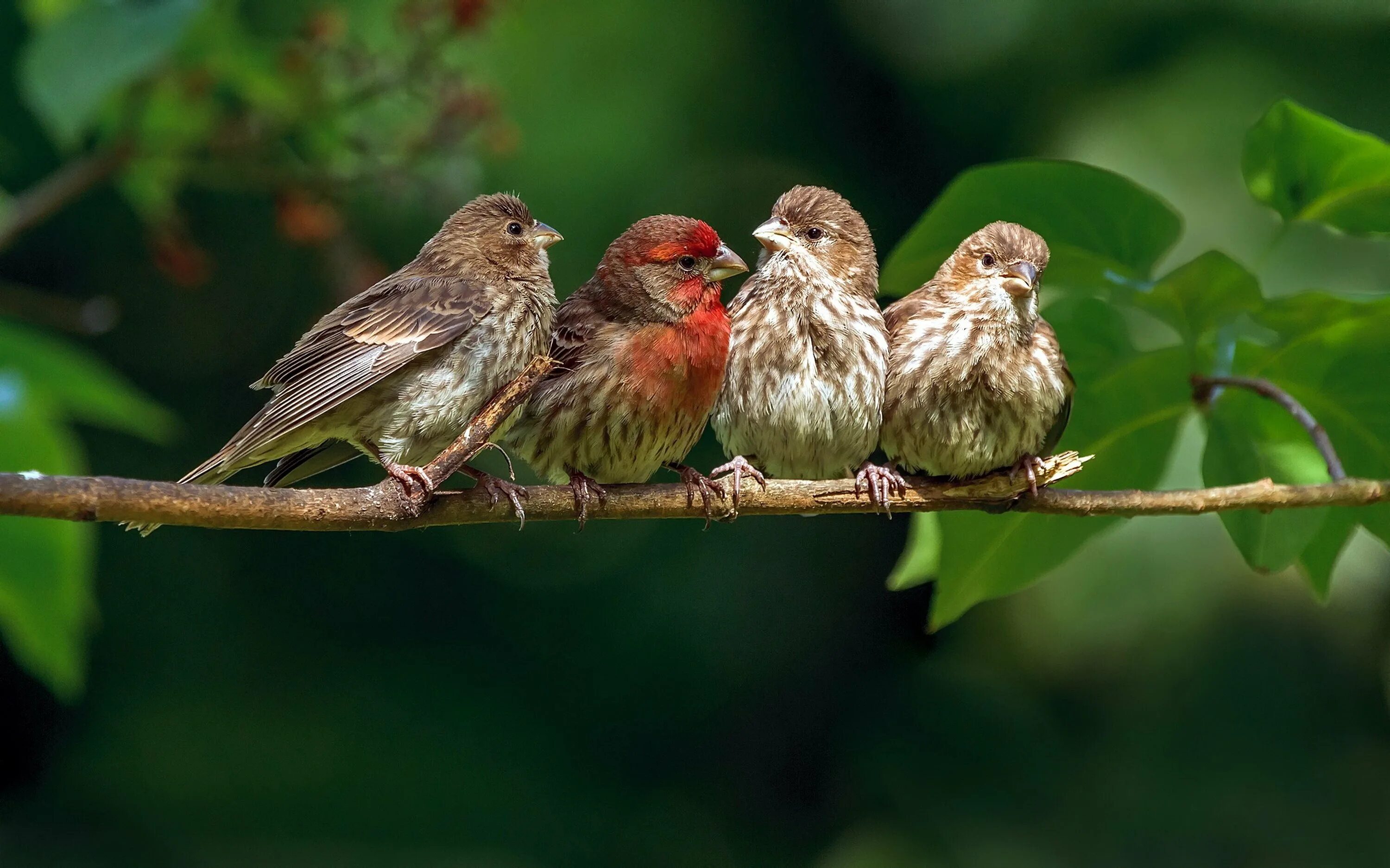 Nice birds. Певчие воробьиные Вьюрковые. Птицы в лесу. Птица на ветке. Чириканье птичек.