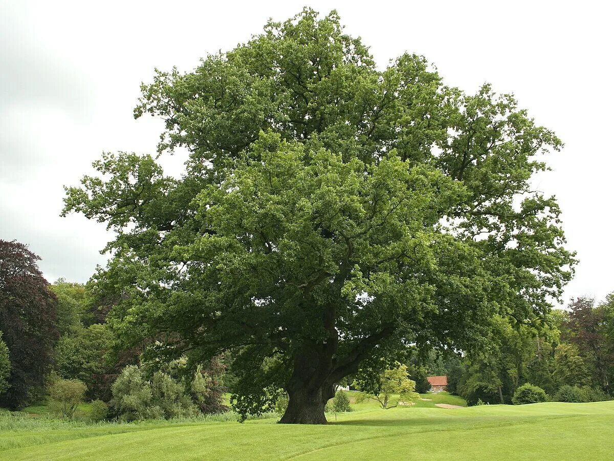 Дуб черешчатый (Quercus Robur). Дуб черешчатый (Quercus Robur l.). Дуб обыкновенный (Quercus Robur). Дуб черешчатый Regal Prince.