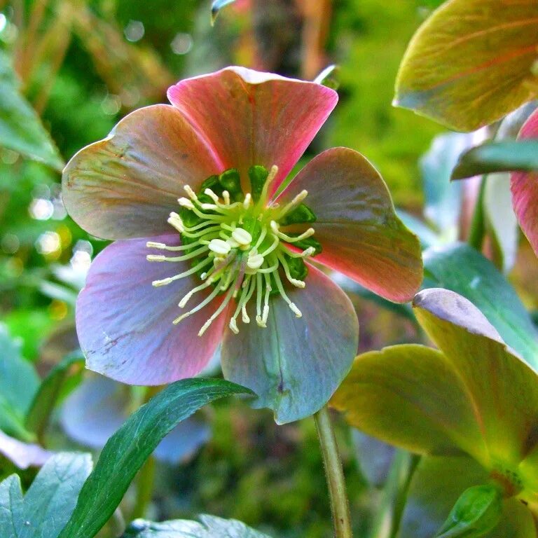 Nice flowers. What am i text. This flowers nice. Have a good day гиф. This flowers nice.