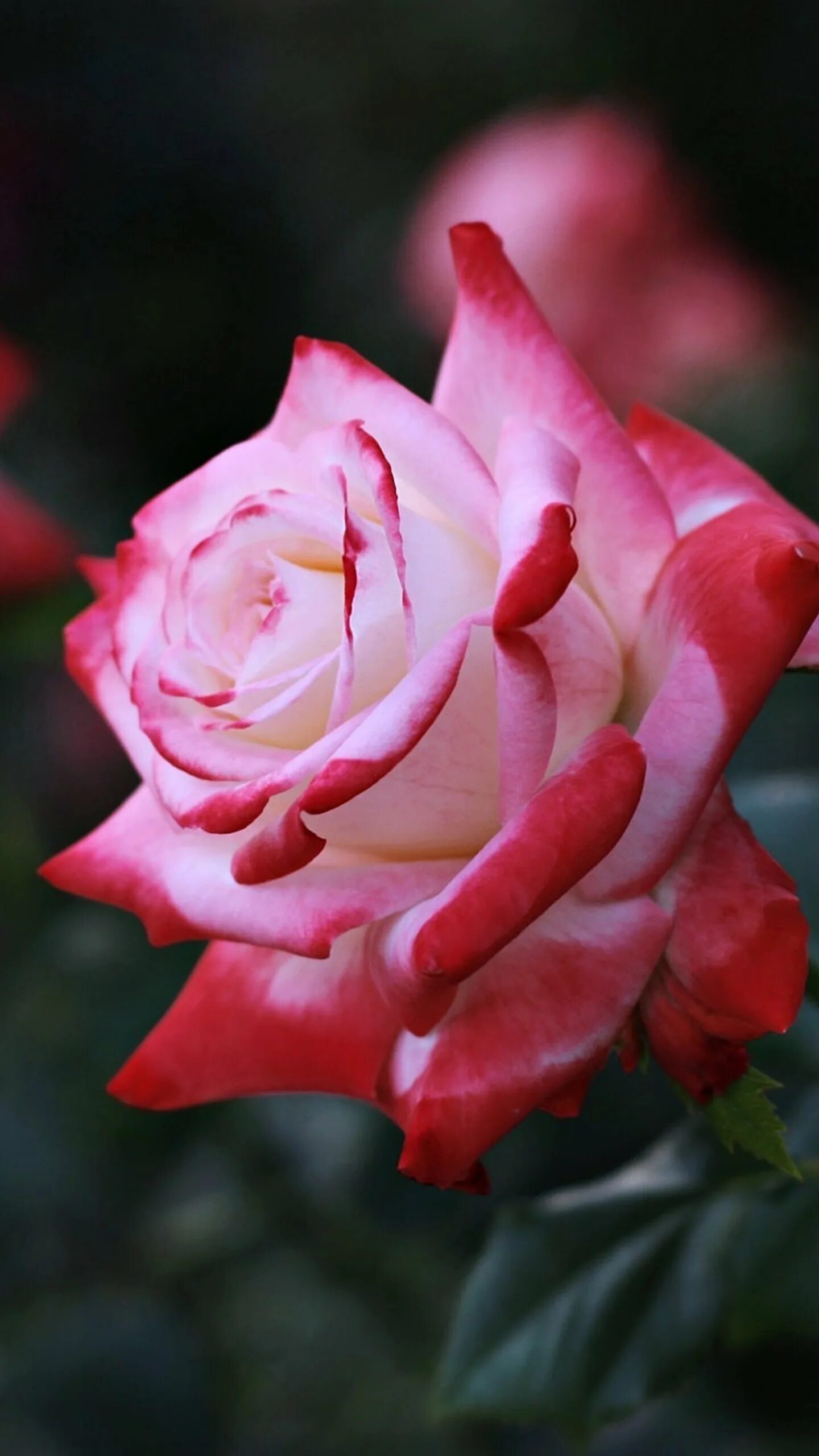 Красивые розы. Садовые розы. Розовые розы. Живые розы. Розы на телефон вертикальные