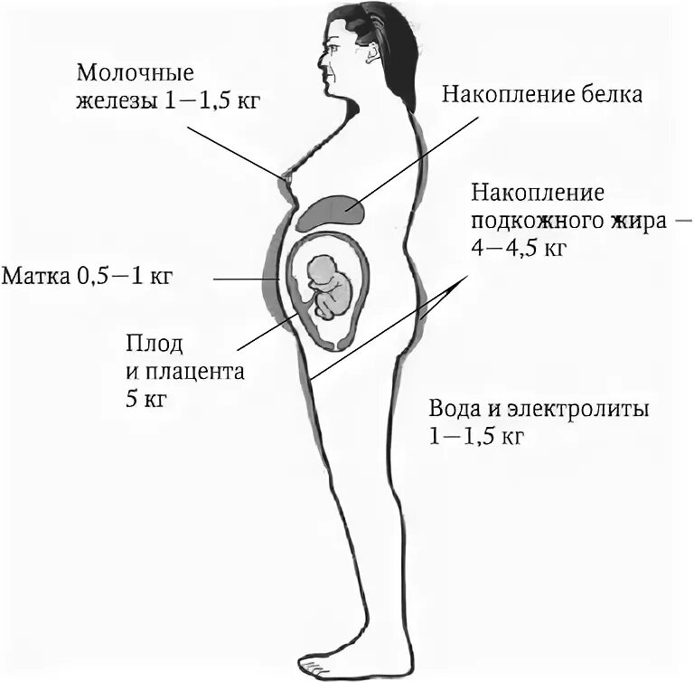 Изменение организма во время беременности. Организм беременной женщины. Строение тела беременной. Расположение органов у беременной женщины. Схема беременной женщины.