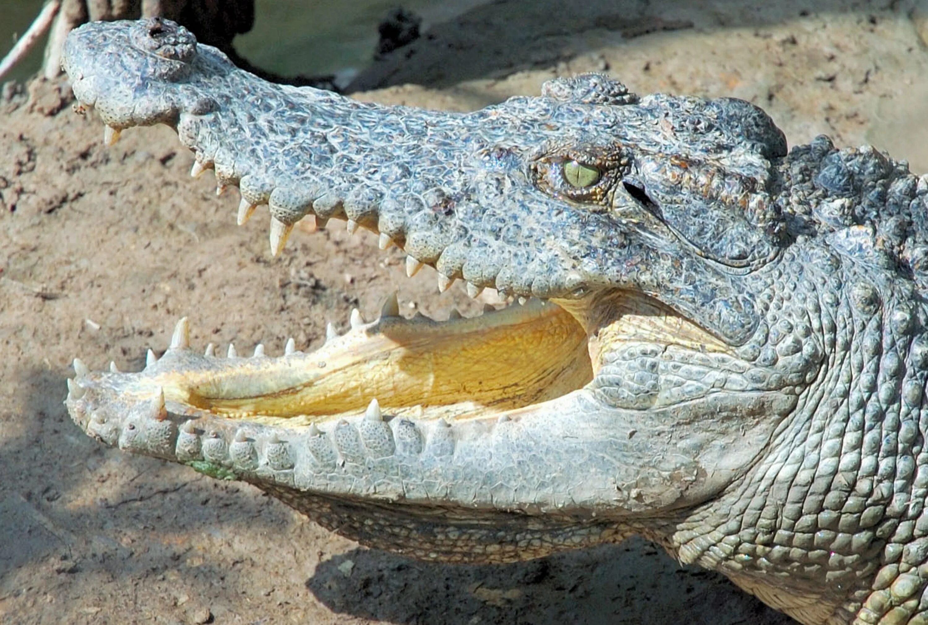 Рекорды рептилий. Гребнистый крокодил. Нильский крокодил. Морской гребнистый крокодил. Гребнистый крокодил и Аллигатор.