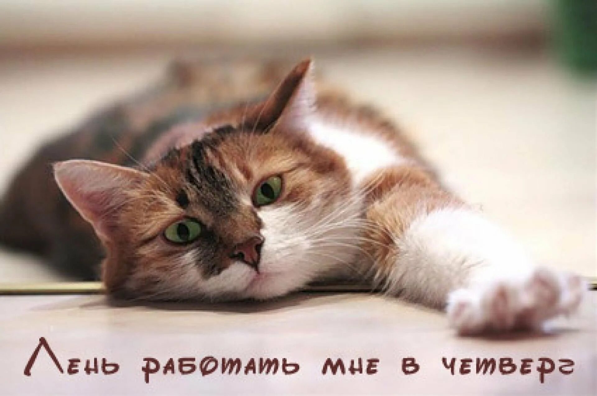 Доброе утро апрель кот. Четверг утро кот. коты четверг. четверг с котиками. счастливый кот.