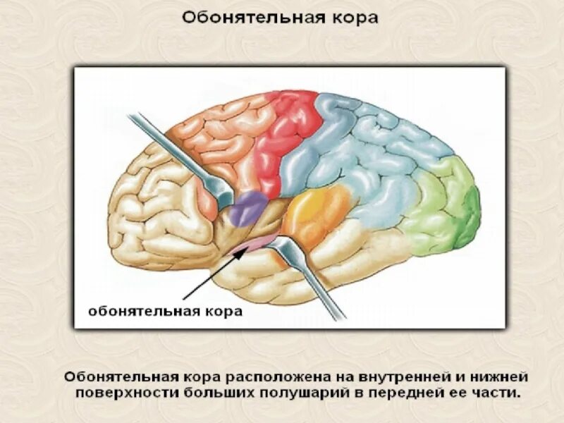 Орган осязания 8 класс биология. Обонятельная область расположена. Обонятельная зона коры находится в. Органы осязания обоняния и вкуса презентация 8 класс. Органы осязания обоняния вкуса 8 класс.