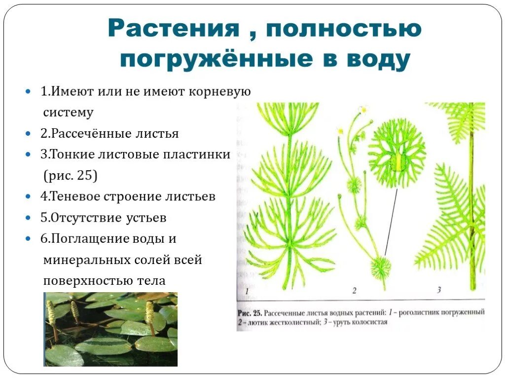 Часто имеют сильно рассеченные и линейные листья. Приспособления водных растений. Растения полностью погруженные в воду. Приспособления растений к водной среде. Водные растения погруженные в воду.