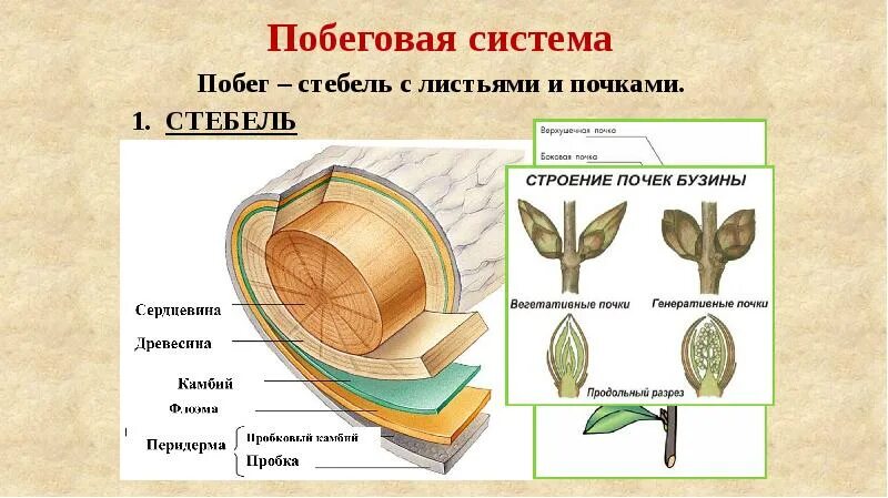 Покрытосеменные растения побег. Строение древесного побега. Внутреннее строение строение побега. Побег строение стебля. Внутреннее строение побега 6 класс биология.