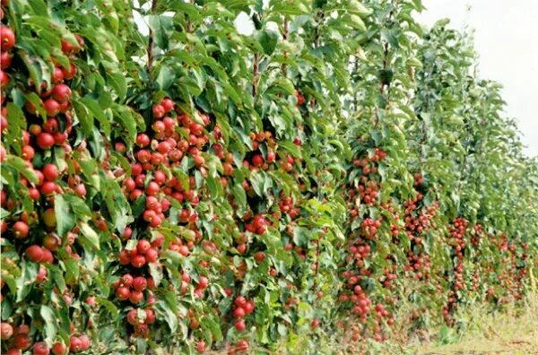 Купить Яблоня декоративная "Малиновое ожерелье"колоннов. в Арзамасе "Лэндмастер5