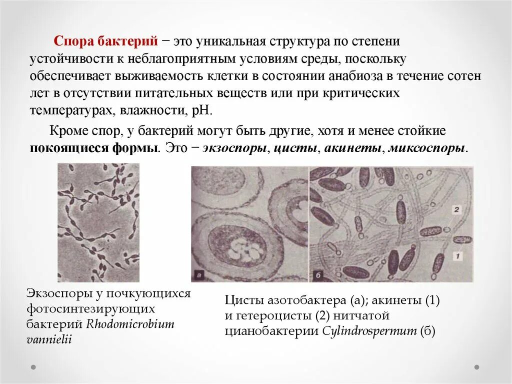 Микробиология это простыми словами. Простейшие микробиология. микробиология презентация. простейшие микробиология презентация.
