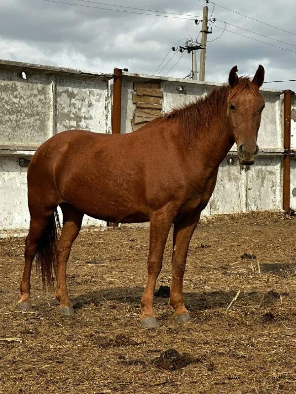 возраст лошади. рыжие бритые лошади.