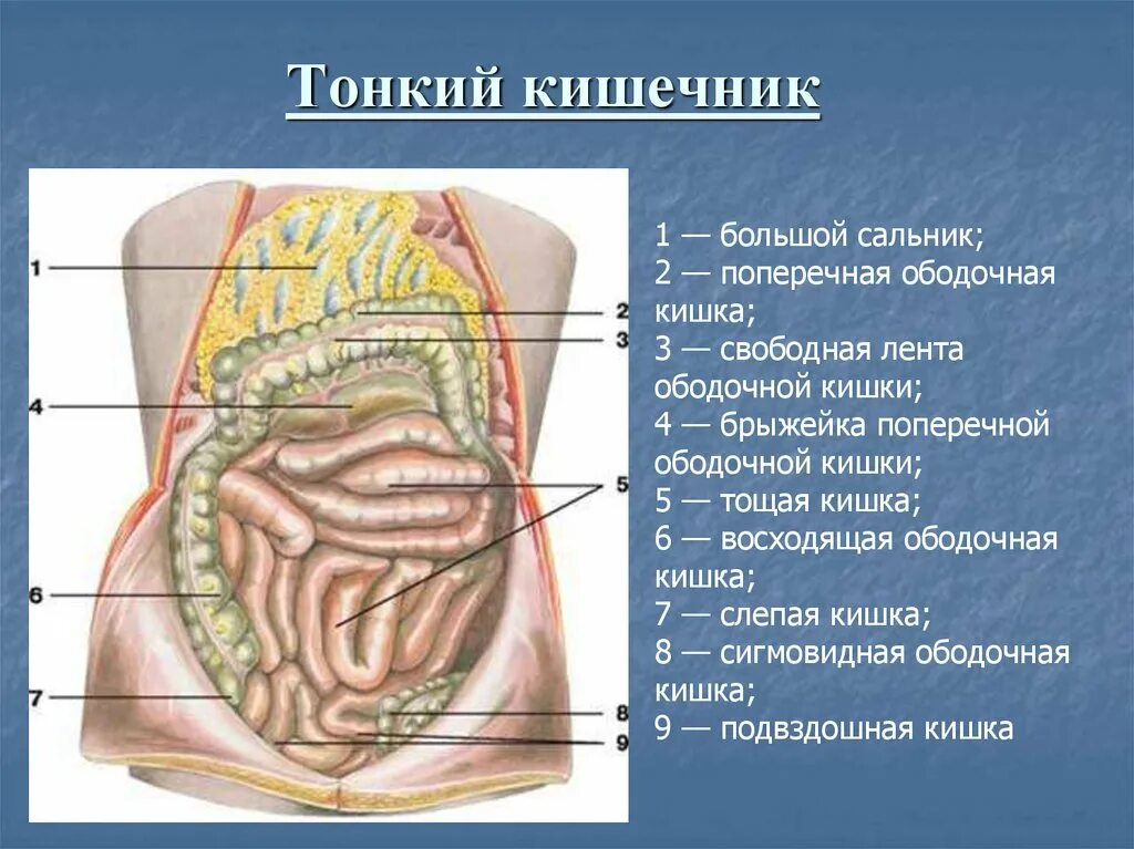 Подвздошная кишка. Толстая кишка анатомия большой сальник. Тонкий и толстый кишечник брыжейка. Брыжейка поперечно ободочную кишку.