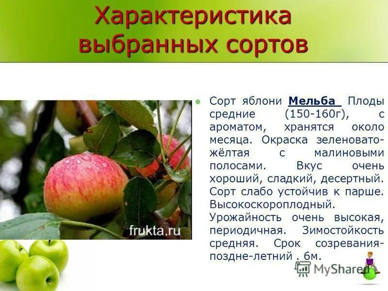 Характеристика сорта яблок. Яблоня сорт Мельба характеристика. Яблоня Мелба позднелетний сорт. Яблоня штамбовая "Мельба". Яблоня полукарликовая Мельба.