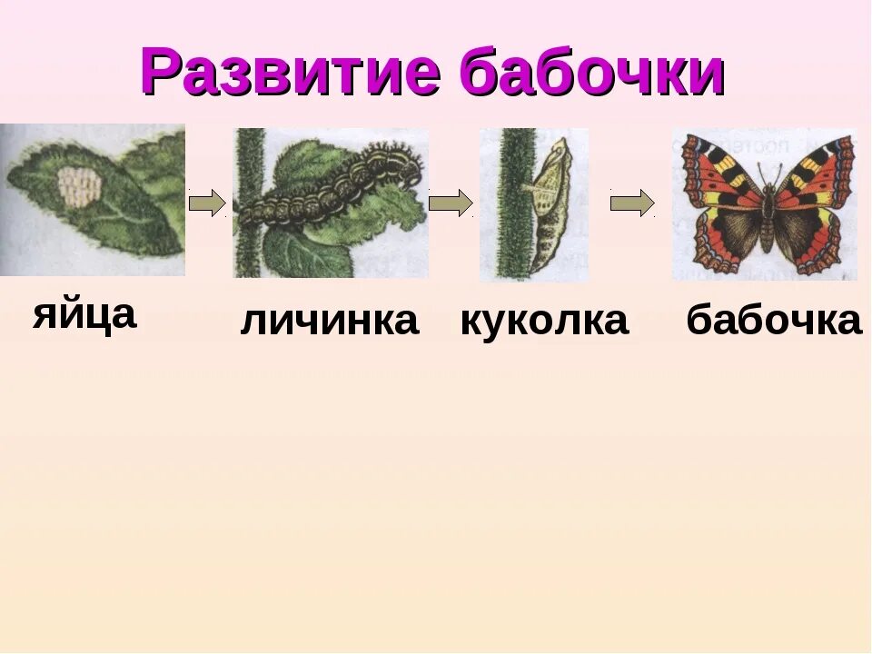 Гусеница 3 класс