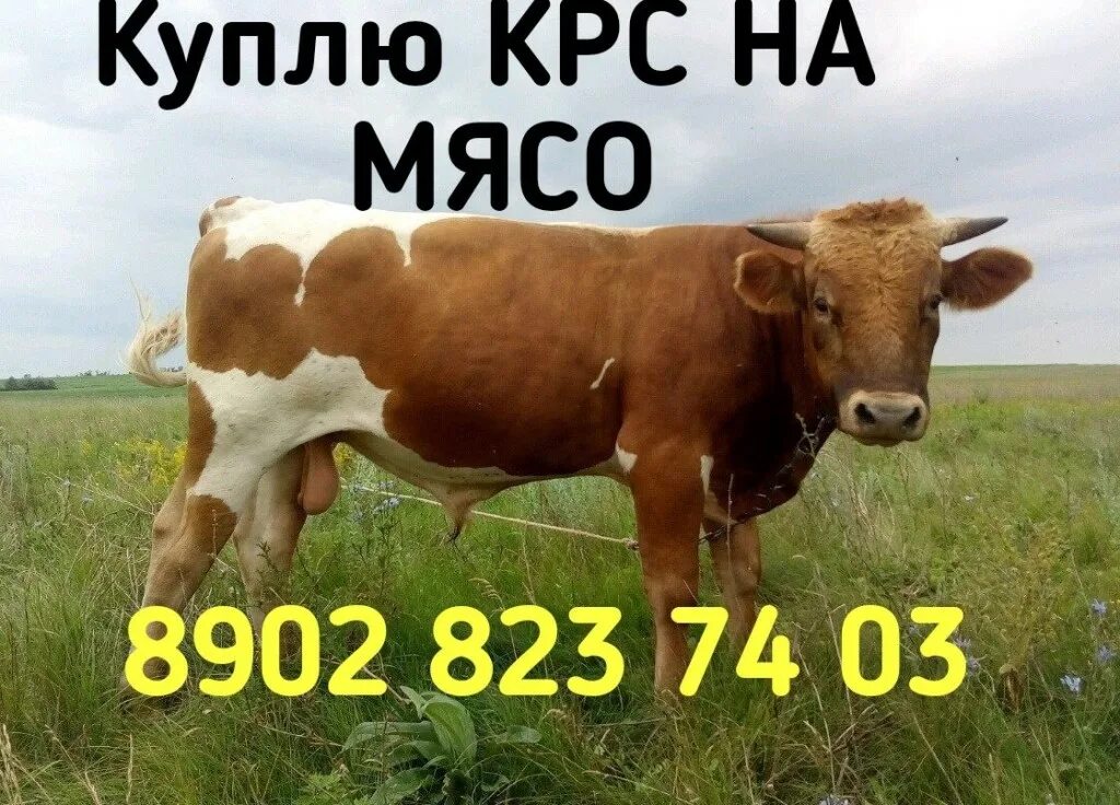 Оптовый скупщик скота 6 букв кроссворд. Сканворд и кроссворд разница. Оптовый скупщик скота 6 букв кроссворд. Репутация скупщика таблица. Оптовый скупщик скота 6 букв кроссворд.