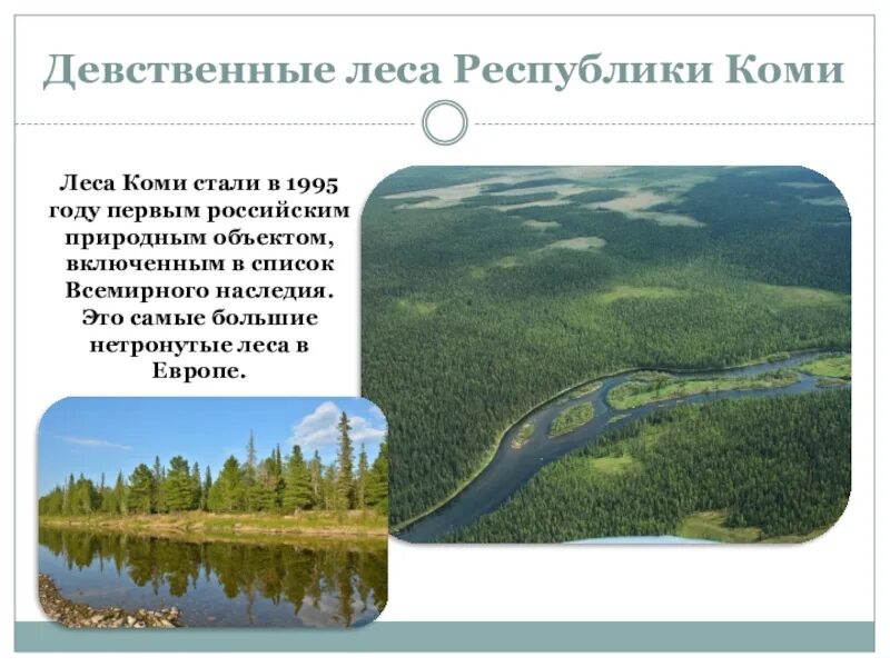 Объекты юнеско в россии география 8 класс. Девственные леса Коми (1995). Девственные леса Республики Коми. Леса Коми объект Всемирного. Леса Коми ЮНЕСКО.