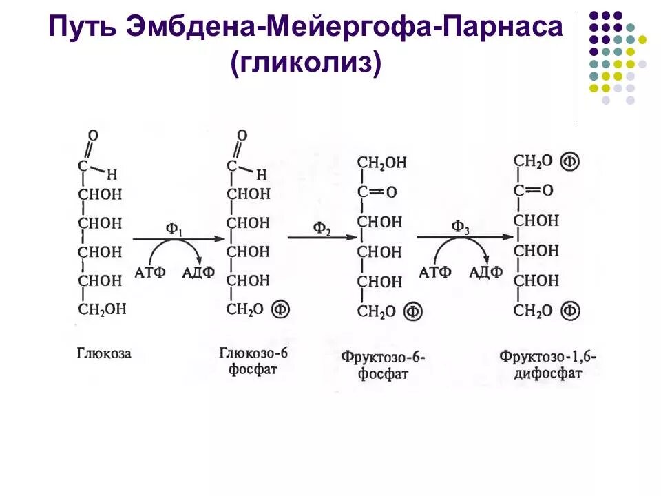Субстратное фосфорилирование в гликолизе. Схема субстратного фосфорилирования брожения. путь эмбдена-мейергофа-парнаса. фосфорилирование фруктозы.