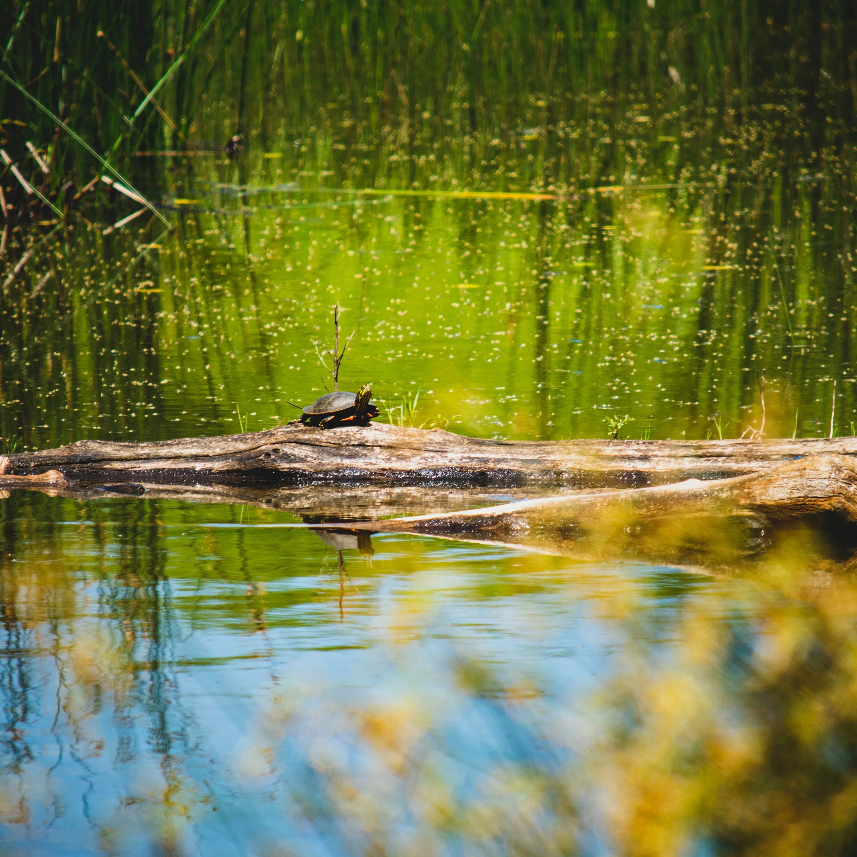 Национальный парк сундарбан индия. Водяной тигр аипа. Water wildlife. Морские млекопитающие нерпа. Водяной буйвол.