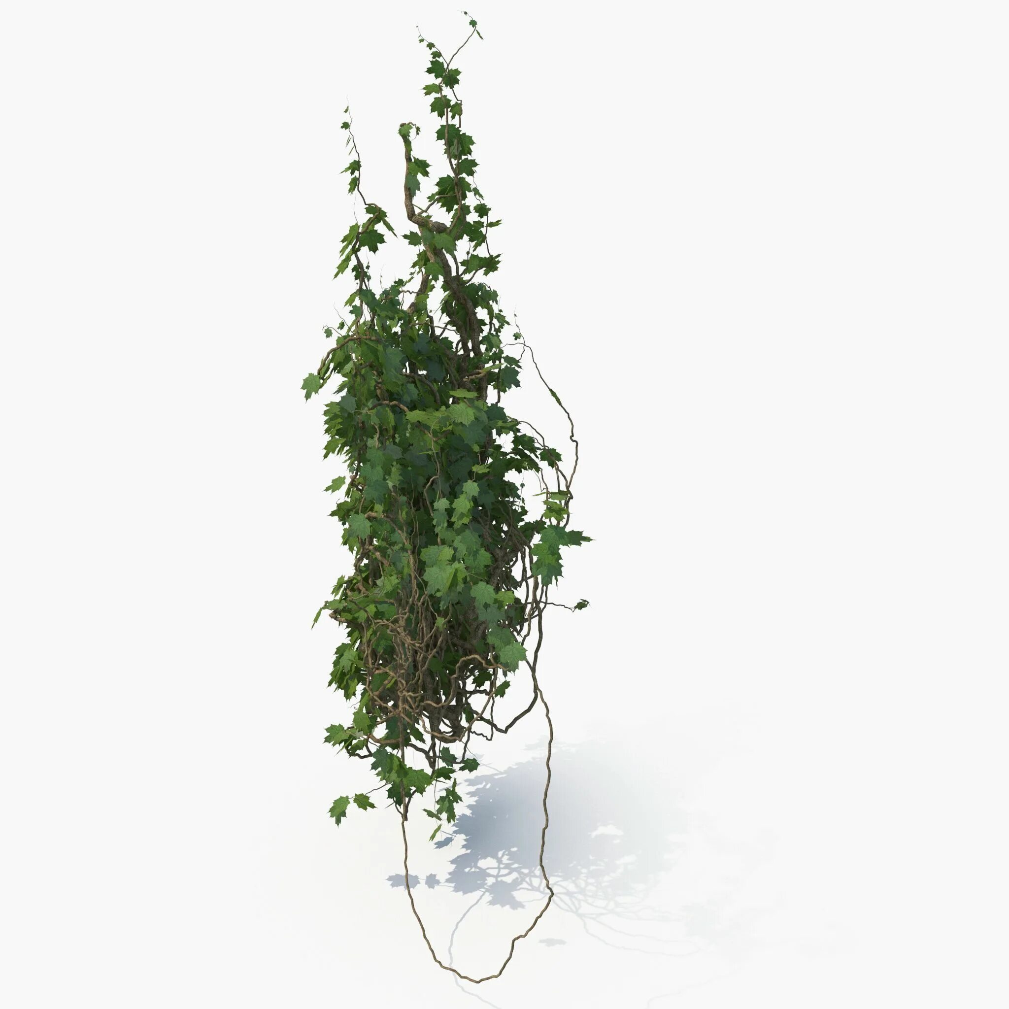 Ivy model