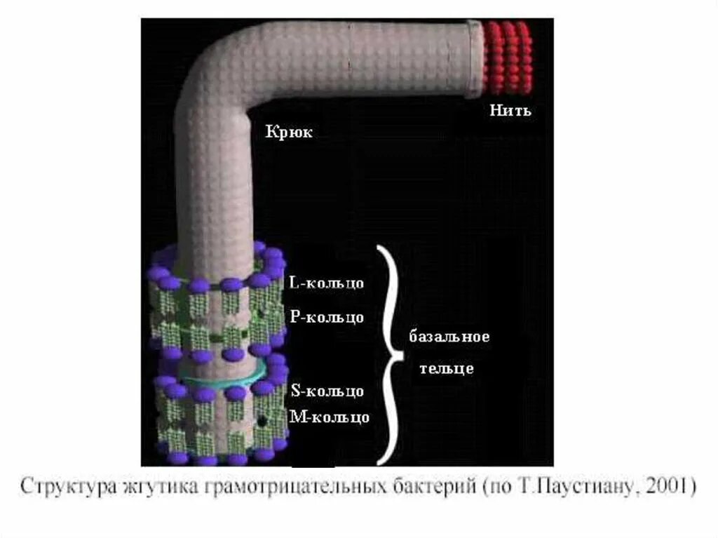 Состав бактериальных жгутиков:. Строение жгутиковых бактерий микробиология. Строение жгутика у грамотрицательных и грамположительных бактерий. Строение жгутика грамотрицательных бактерий. Жгутики состоят из белка.