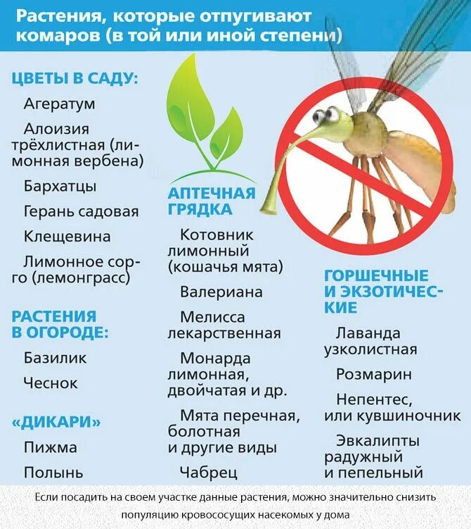 Какое растение отпугивает мух
