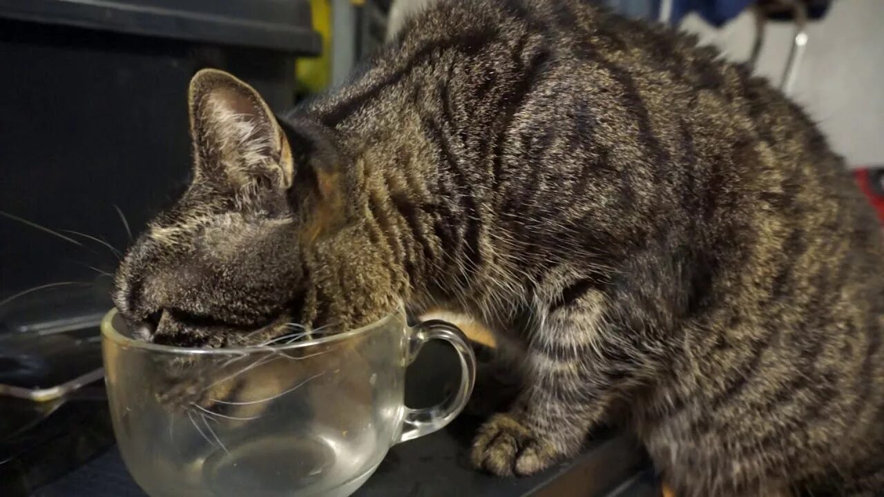 Кошка пьет воду причины. Кошка пьет. Кошка пьет из кружки. Котик пьет. Кот пьет из чашки.