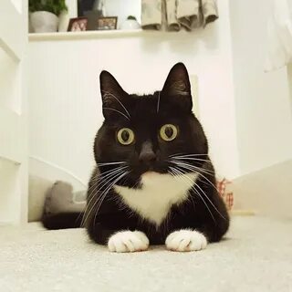Кот удивлен