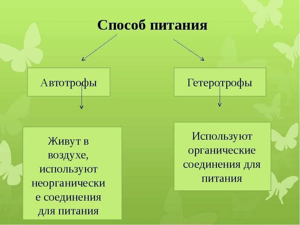 Автотрофный и гетеротрофный. Автотрофный и гетеротрофный способ питания. Автотрофный и гетеротрофный Тип питания. Способы питания автотрофы гетеротрофы. Типы питания автотрофы.