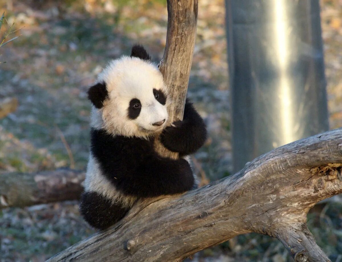 Включи новую панду. Циньлинская Панда. Большие панды. Забавные панды. Панда фото.