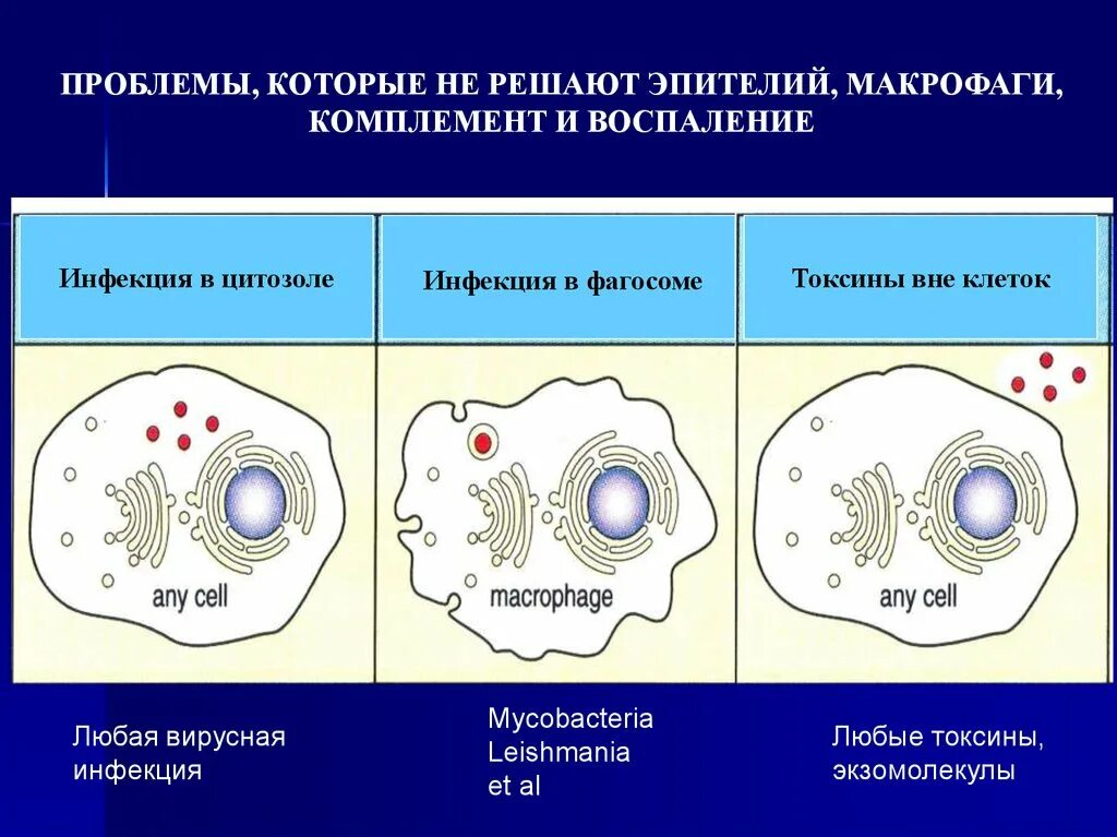 Клетки адаптивного иммунитета. Адаптивный иммунитет макрофаги. Клетки лейшмании в макрофаги. Воспаление макрофаги. Клетками макрофагами являются