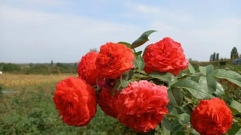 питомник роз успех каталог