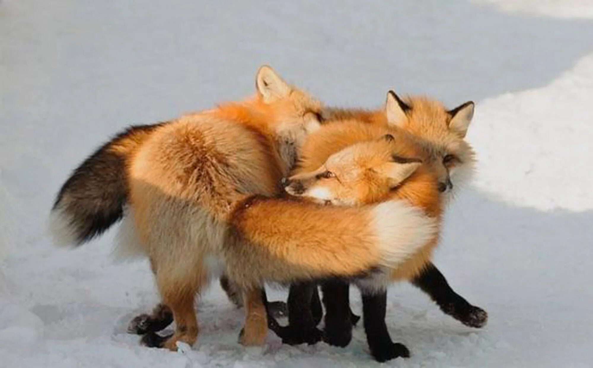 These are foxes