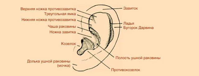 Ушная раковина какое ухо. Мочка ушной раковины анатомия. Схема строения ушной раковины. Схема строения уха человека наружное. Структура ушной раковины человека схема.