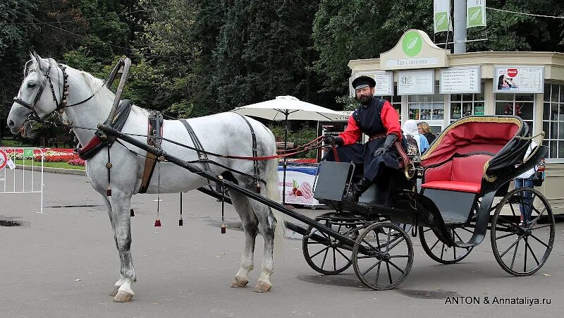 Тарантас и лошадь. Извозчичья пролетка. тарантас для лошади. на козлах тарантаса. джеймс тарантас.