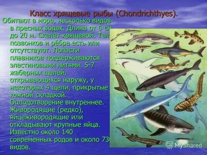 Жабры класс хрящевые рыбы
