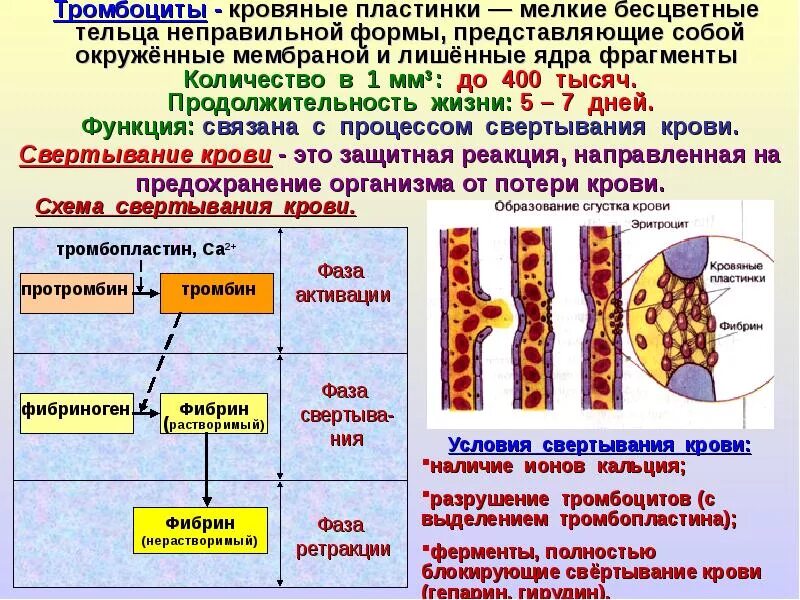 Фермент тромбоцитов. Тромбоциты свертывание крови. Роль тромбоцитов в свертывании крови. Место образования тромбоцитов. Тромбоциты и их роль в свертывании крови.