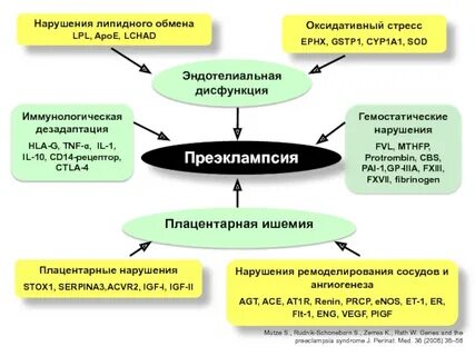 Патогенез преэклампсии