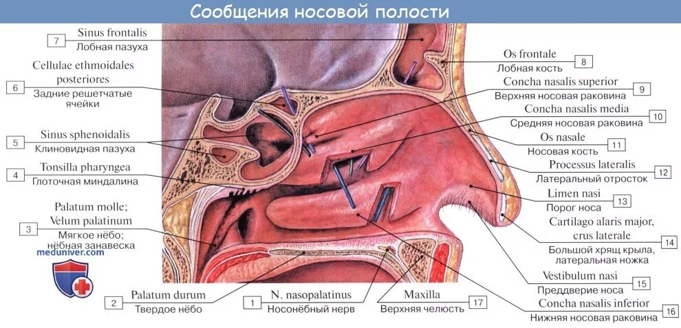 В верхний носовой ход открывается пазуха. Полость носа анатомия строение медунивер. Строение полости носа пазухи анатомия. Околоносовые пазухи средний носовой ход. Носовая полость строение анатомия латынь.