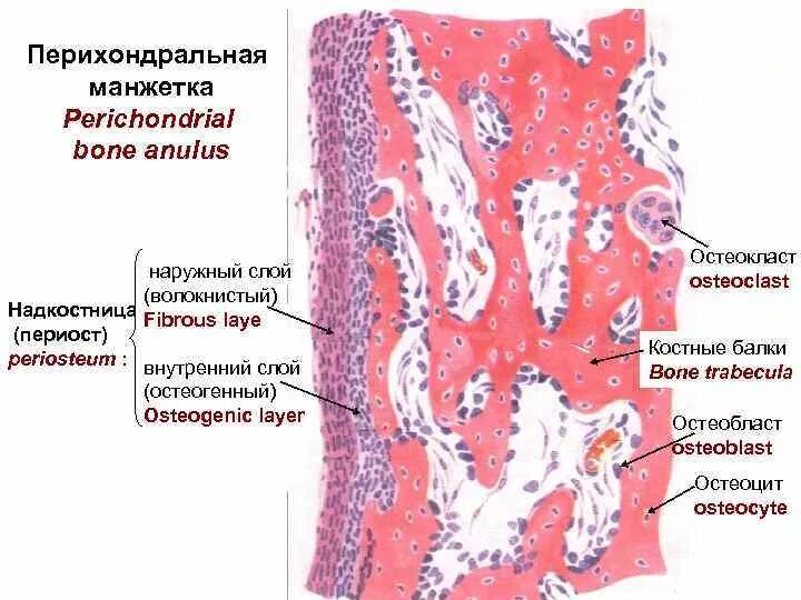 Развитие хряща гистология. Развитие хряща гистология