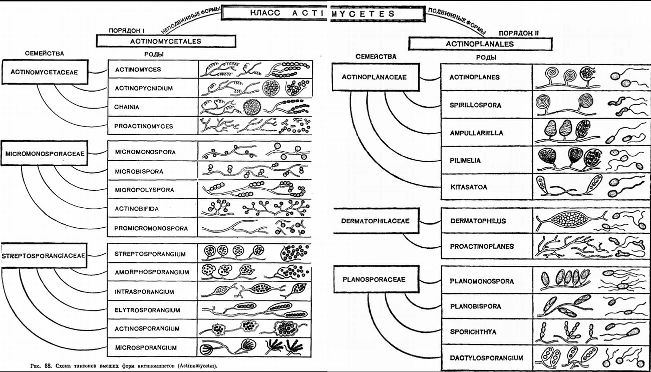 Составить классификацию выбранных организмов. Биологическая систематика схема. Актиномицеты классификация микробиология. Схема классификации животных 5 класс биология таблица. Систематика растений таксоны схема.