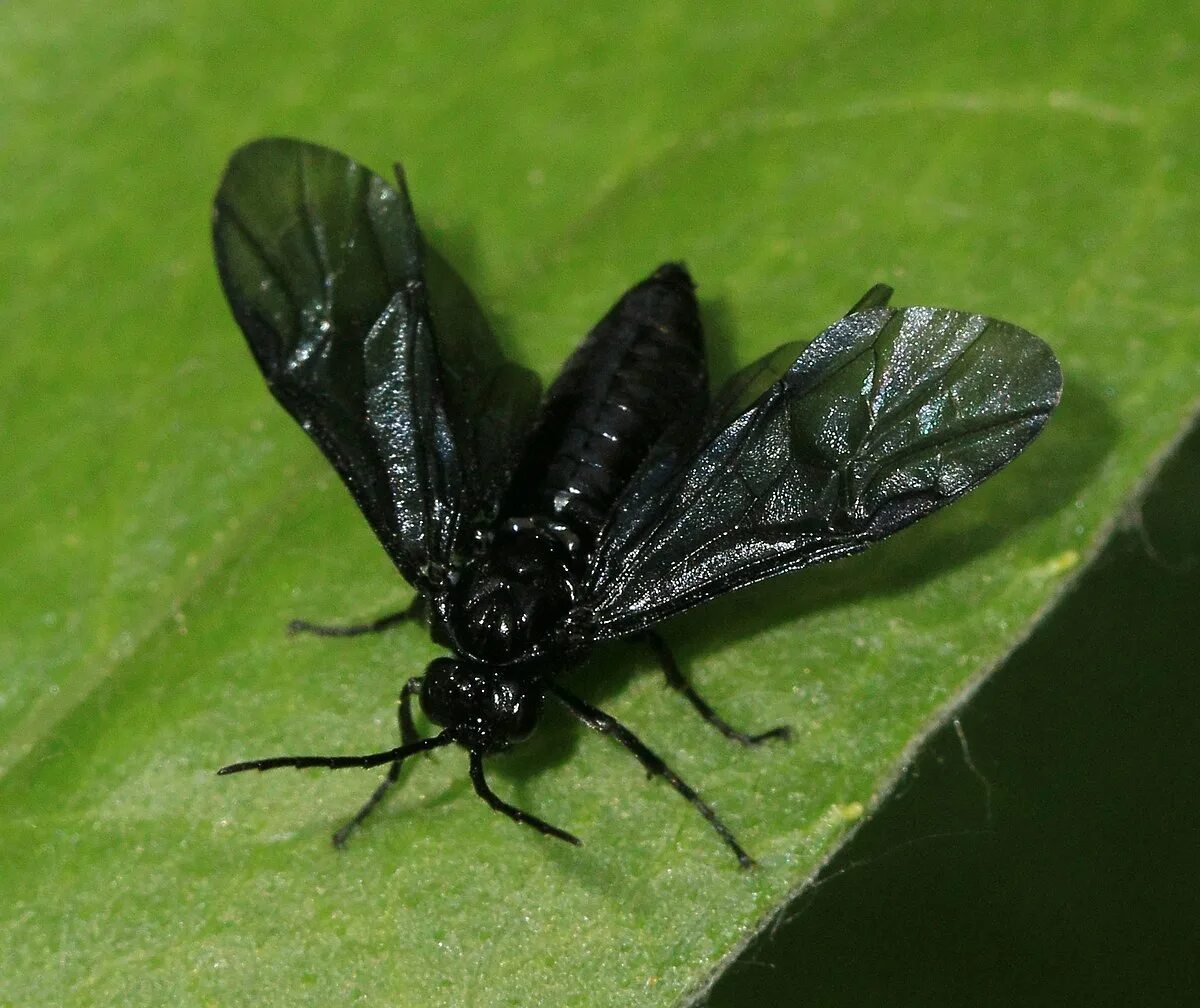 Купеновый пилильщик (phymatocera aterrima). Tetraphleps aterrima. Tetraphleps aterrima. Ixodidae g blandas. Dolerus nigratus.