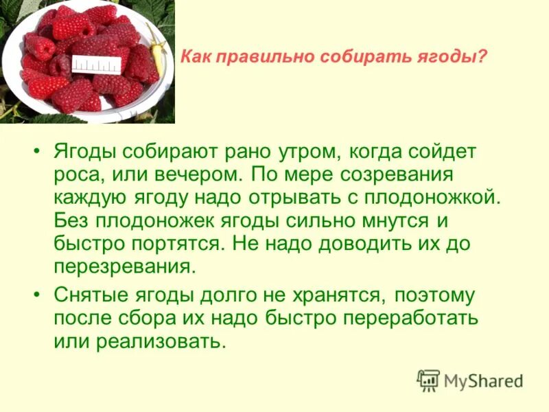 Как правильно собирать ягоды. Чем раньше собирали ягоды. Собирание ягод как называется. Как собрать ягодки.