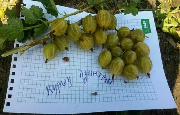 Кружовник Куршу дзинтарс. Крыжовник Куршу дзинтарс (с2). Крыжовник Куршу дзинтарс описание. Крыжовник Куршу дзинтарс описание сорта. Крыжовник куршу