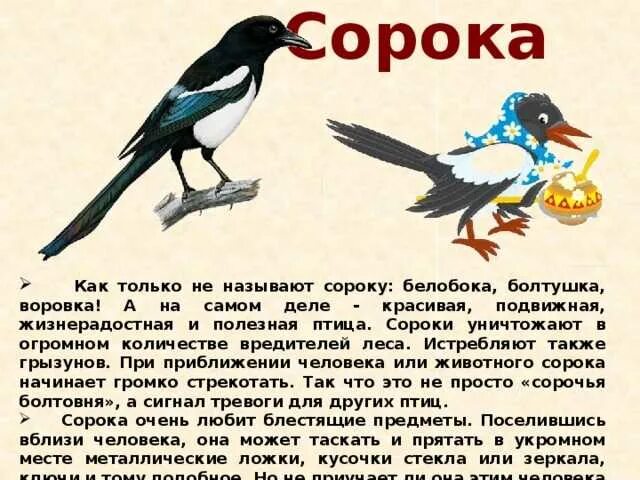 Сколько живут сороки. Описание сороки. Рассказ про сороку. Сорока краткое описание. Сорока интересные факты для детей.