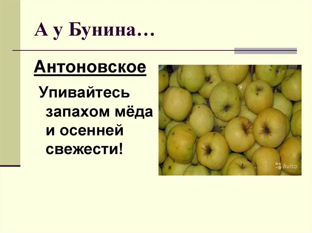 Бунин и. План рассказа антоновские яблоки. Антоновские яблоки тест. Анализ произведения антоновские яблоки. Запахи в произведении антоновские яблоки.